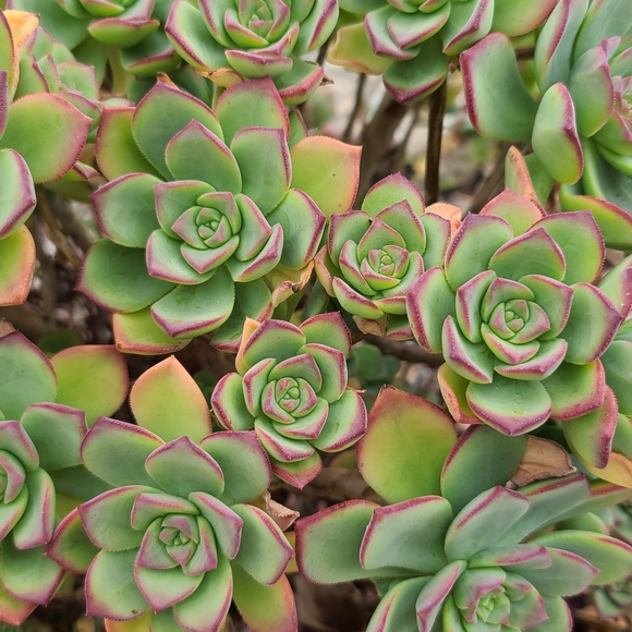 2 Pc Haworth's Aeonium Red Tip succulent plant - Picture 3 of 5